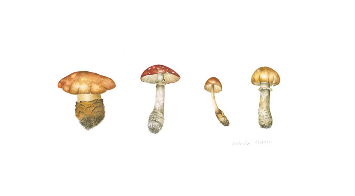 Fungi 1