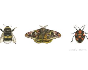 Emperor Moth by Natasha Morton